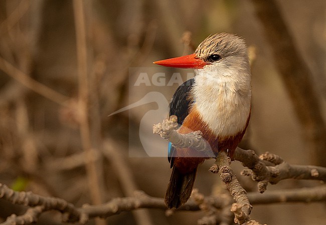 Grey-headed Kingfisher (Halcyon leucocephala) is very common on most islands of Cape Verde stock-image by Agami/Eduard Sangster,