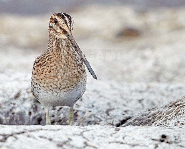 Watersnip in zit; Common Snipe perhed stock-image by Agami/Markus Varesvuo,