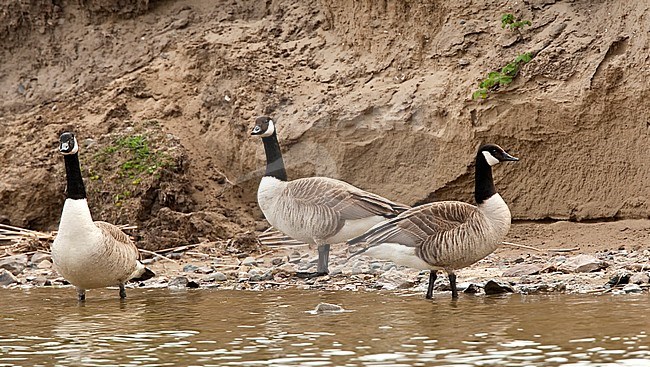 Greater Canada Goose (Branta canadensis canadensis) perched in the water stock-image by Agami/Roy de Haas,
