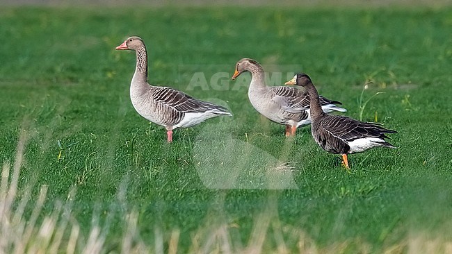 Adult Greenland Greater White-fronted Goose (Anser albifrons flavirostris) walking among Greylag Goose in Nieuw-Namen, Zeeland, the Netherlands. stock-image by Agami/Vincent Legrand,