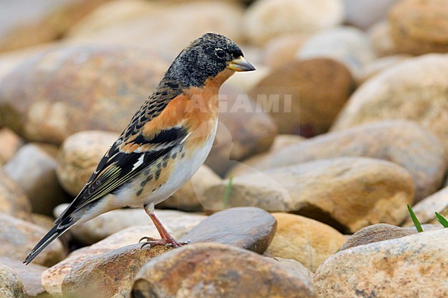 Mannetje Keep; Male Brambling stock-image by Agami/Daniele Occhiato,