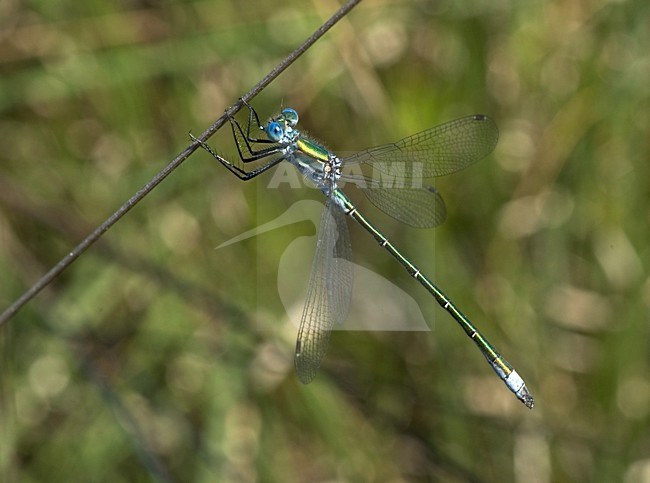 Gewone Pantserjuffer; Emerald Damselfly stock-image by Agami/Marc Guyt,