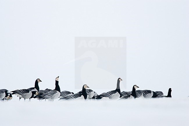 Groep Brandganzen in de sneeuw; Group of Barnacle Geese in snow stock-image by Agami/Menno van Duijn,