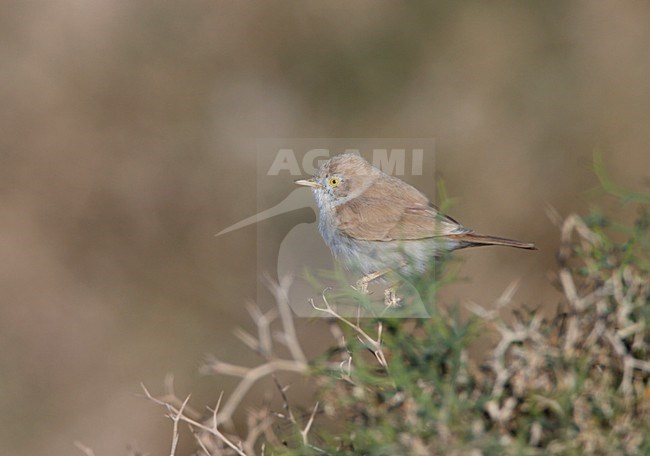 Woestijngrasmus zittend in lage begroeiing in lage zanduinen in wadi in sahara woestijn bij Kasbah Said Erfoud Merzouga Marokko. African Desert Warbler sitting in low vegetation on low sand dunes in wadi in sahara near Kasbah Said Erfoud Merzouga Morocco stock-image by Agami/Ran Schols,