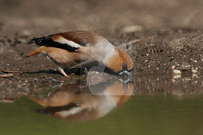 Hawfinch drinking; Appelvink drinkend stock-image by Agami/Menno van Duijn,