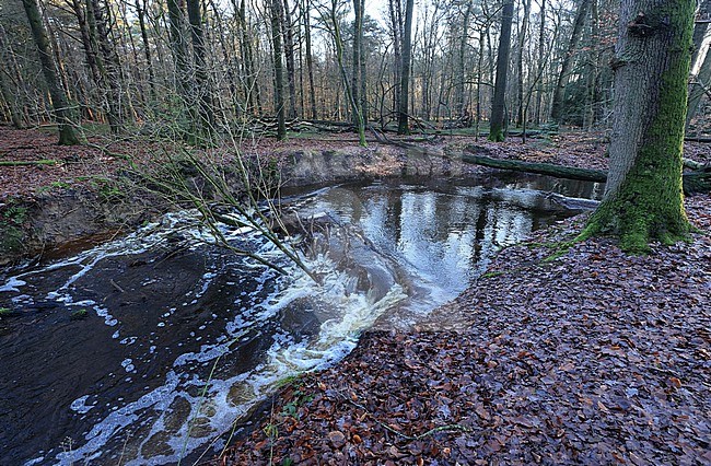 's Winters treedt de Hierdense beek buiten haar oevers. stock-image by Agami/Jacques van der Neut,