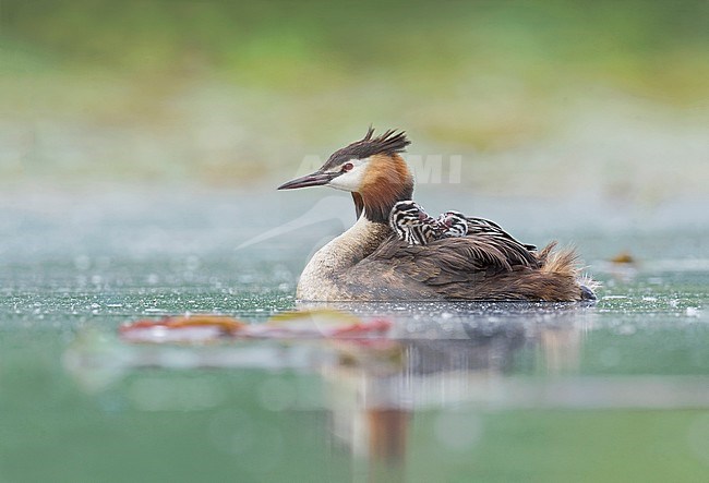  great crested grebe and chicks playing; podiceps cristatus; Ghignone Alain stock-image by Agami/Alain Ghignone,