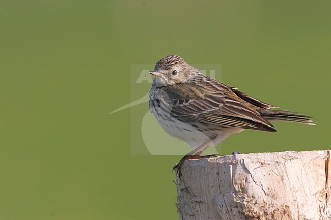 Graspieper op een paal; Meadow Pipit perched on a pole stock-image by Agami/Ran Schols,