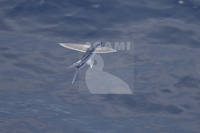 Flying fish species taking off from the ocean surface. stock-image by Agami/Laurens Steijn,