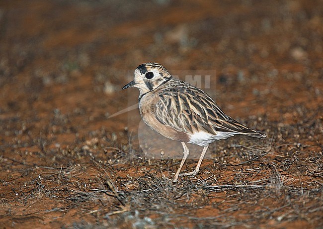 Inland Dotterel (Charadrius australis) endemic shorebird perched at night stock-image by Agami/Andy & Gill Swash ,