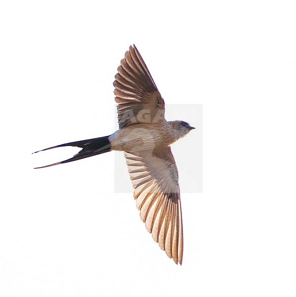 Adult Red-rumped Swallow (Cecropis daurica) in spring on the island on Lesvos, Greece. Flying with backlight, seen from below. stock-image by Agami/Marc Guyt,