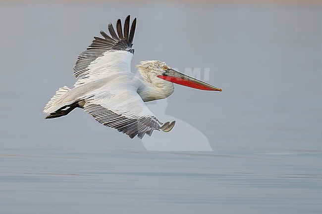 Dalmatian Pelican (Pelecanus crispus) flying over water of lake Kerkini in Greece. stock-image by Agami/Marcel Burkhardt,