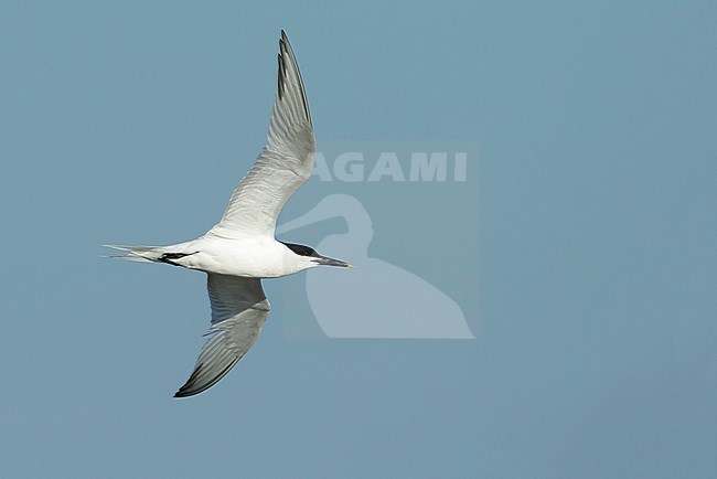 Adult Cabot's Tern (Thalasseus acuflavidus) in flight against a blue sky as background in Galveston County, Texas, USA. stock-image by Agami/Brian E Small,