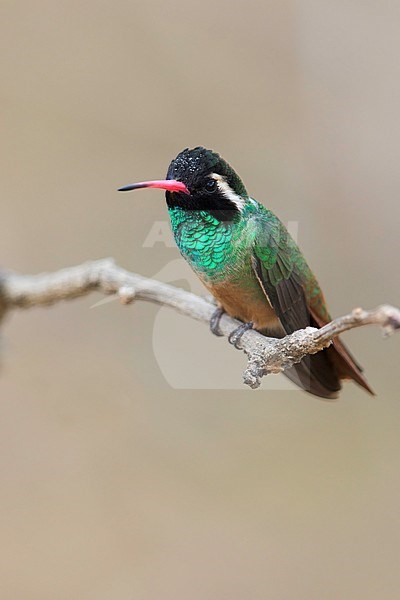 Xantus's Hummingbird (Basilinna xantusii) is a medium-sized hummingbird endemic to Baja California, Mexico. Also known as Hylocharis xantusii. stock-image by Agami/Dubi Shapiro,