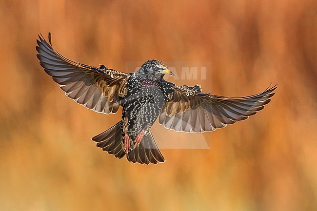 Common Starling (Sturnus vulgaris) in Italy. stock-image by Agami/Daniele Occhiato,