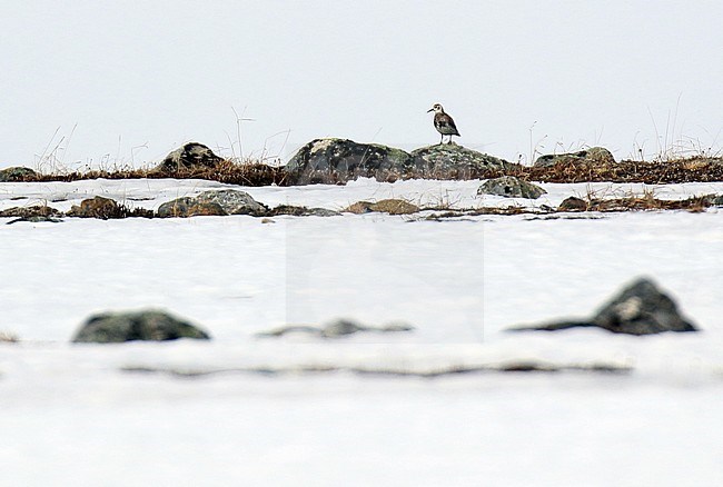 Rock Sandpiper, Calidris ptilocnemis, in Alaska, United States. Adult standing on the tundra in spring. stock-image by Agami/Dani Lopez-Velasco,