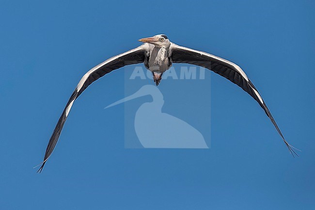 Adult Mauritanian Heron (Ardea monicae) flying over Iwik beach in Banc d'Arguin, Mauritania. stock-image by Agami/Vincent Legrand,