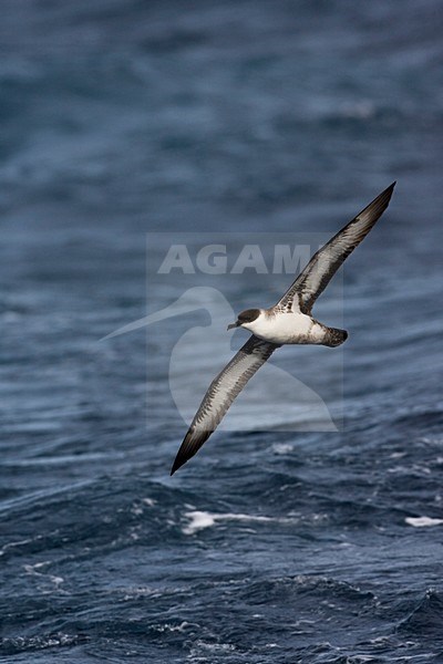 Great Shearwater flying; Grote Pijlstormvogel vliegend stock-image by Agami/Marc Guyt,