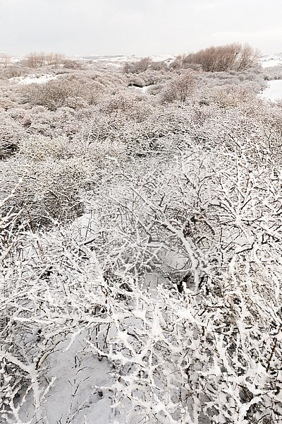 Snow-covered shrubs in dunes at Nationaal Park Hollandse Duinen stock-image by Agami/Marc Guyt,