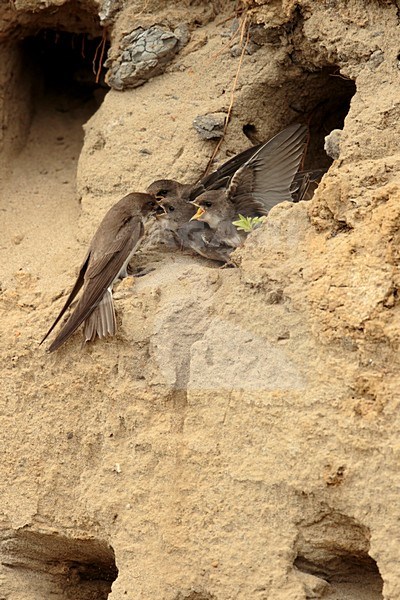 Oeverzwaluw voert jongen; Sand martin feeding juvenile stock-image by Agami/Walter Soestbergen,