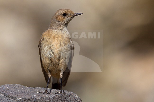 Westelijke Roodstaarttapuit vrouwtje zittend op rots; Kurdish Wheatear female perched on rock stock-image by Agami/Daniele Occhiato,