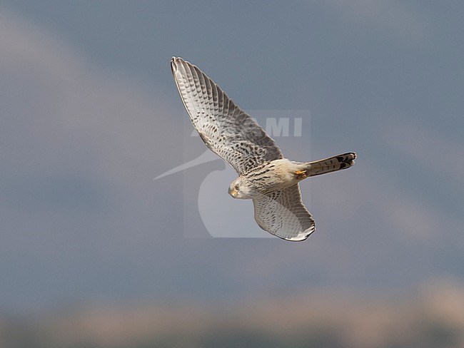 Female Lesser Kestrel (Falco naumanni) in flight, photo above. Tarifa, Spain stock-image by Agami/Markku Rantala,