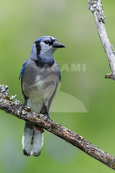 Blue Jay (Cyanocitta cristata ) perched on a branch in  Ontario, Canada stock-image by Agami/Glenn Bartley,