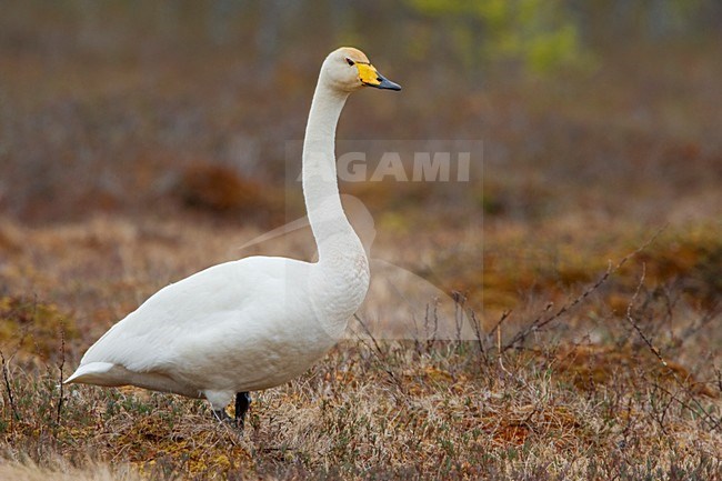 Wilde Zwaan; Whooper Swan stock-image by Agami/Daniele Occhiato,