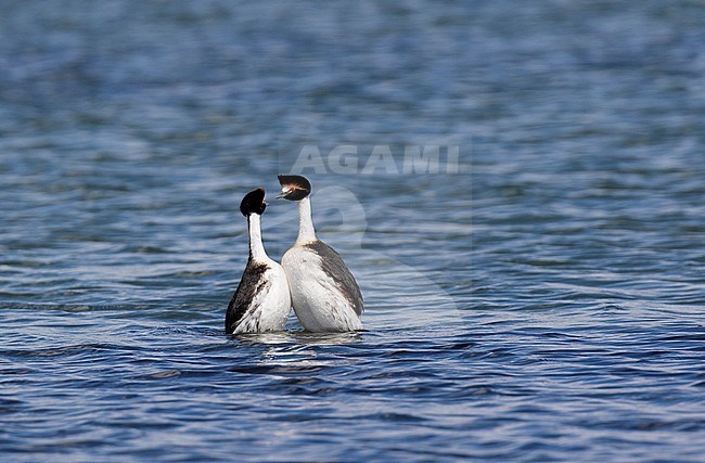 Pair of endangered Hooded Grebes (Podiceps gallardoi) displaying on a lake in the high altitude plains of Patagonia in Argentina. stock-image by Agami/Dani Lopez-Velasco,