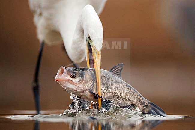 Vissende Grote Zilverreiger; Fishing Great Egret stock-image by Agami/Bence Mate,