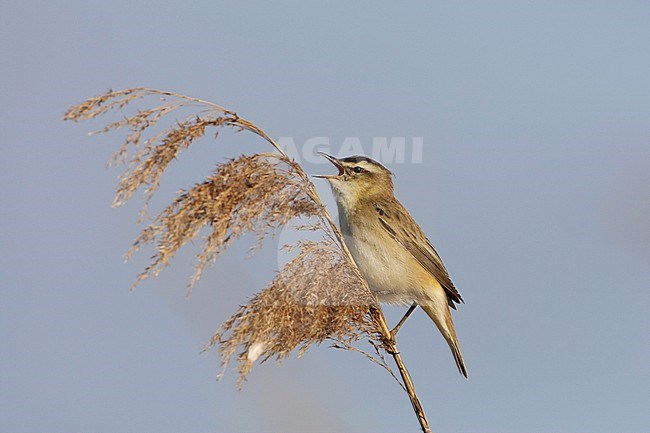 Zingende Rietzanger; Singing Sedge Warbler stock-image by Agami/Arie Ouwerkerk,