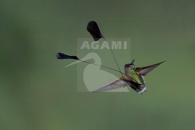 Vlagkolibrie, Marvellous Spatuletail stock-image by Agami/Dubi Shapiro,