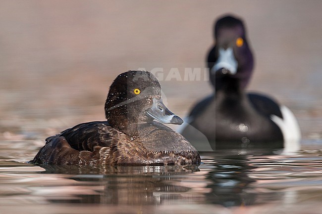 Tufted Duck - Reiherente - Aythya fuligula, France, adult female and male stock-image by Agami/Ralph Martin,