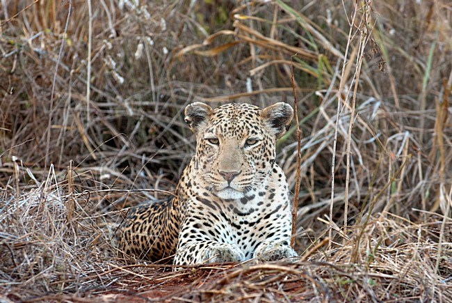 Luipaard liggend, Leopard laying stock-image by Agami/Roy de Haas,