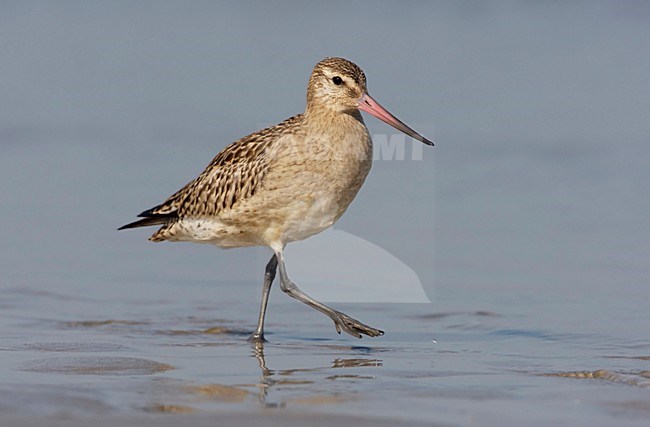Rosse Grutto juveniel; Bar-tailed Godwit juvenile stock-image by Agami/Arie Ouwerkerk,