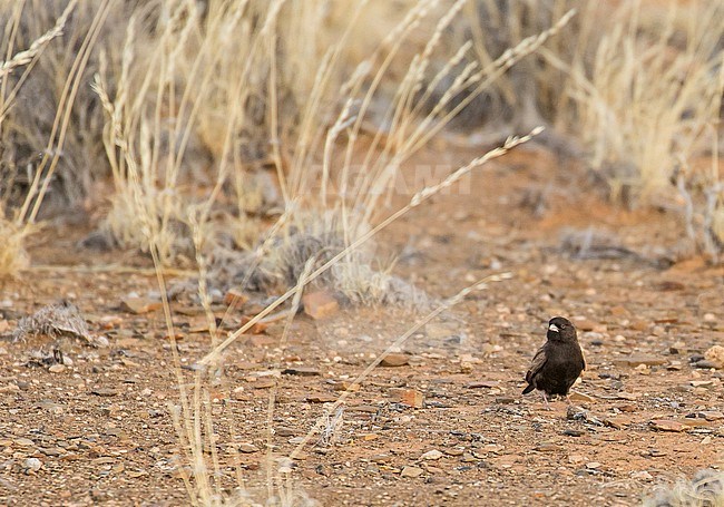 Male Black-eared Sparrow-Lark (Eremopterix australis) in South Africa. stock-image by Agami/Pete Morris,