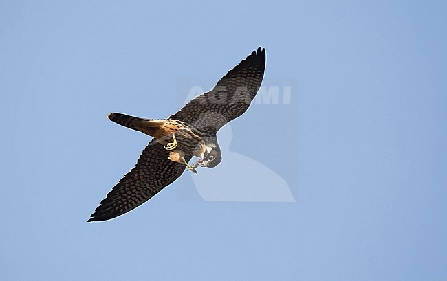 Eurasian Hobby, Falco subbuteo, juvenile at Vestamager, Denmark stock-image by Agami/Helge Sorensen,