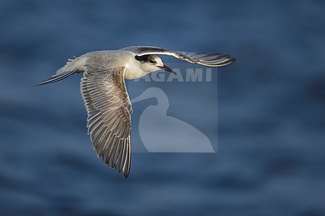 Onvolwassen Visdief in vlucht; Common Tern immature in flight stock-image by Agami/Daniele Occhiato,