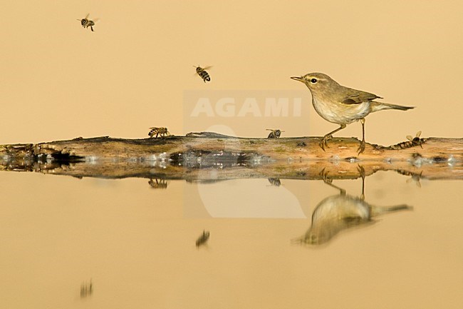 Tjiftjaf bij water met bijen; Common Chiffchaff near water with bees stock-image by Agami/Bence Mate,