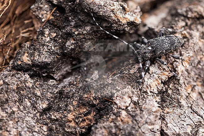 Acanthoderes obscurior, Russia (Baikal), imago stock-image by Agami/Ralph Martin,