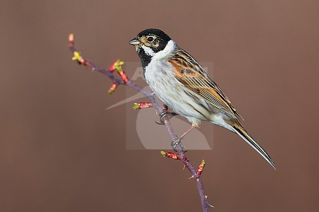 Male European Reed Bunting (Emberiza schoeniclus) perched on a branch stock-image by Agami/Daniele Occhiato,