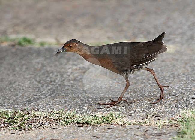 Band-bellied Crake (Porzana paykullii) in Singapore. Walking in the open. stock-image by Agami/James Eaton,