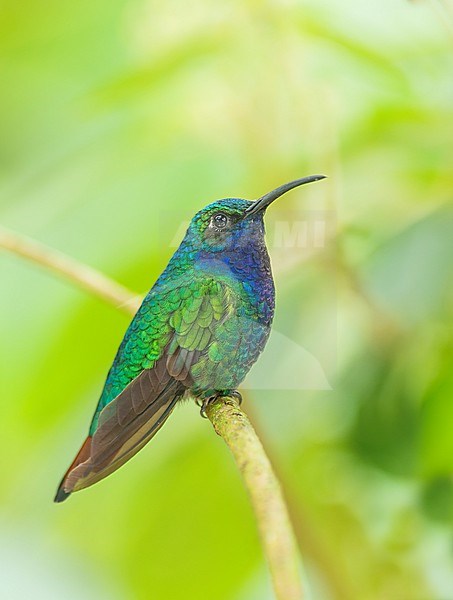 Lazuline Sabrewing (Campylopterus falcatus) perched on a branch in Bogotá, Colombia, South-America. stock-image by Agami/Steve Sánchez,
