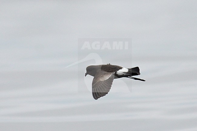  stock-image by Agami/Laurens Steijn,