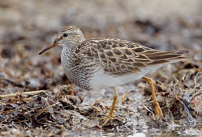 Voedsel zoekende Gestreepte strandloper, Foraging Pectoral Sandpiper stock-image by Agami/Markus Varesvuo,