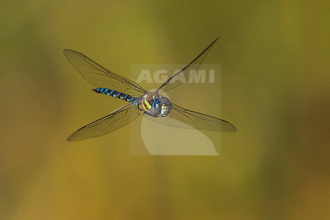 Vliegende Paardenbijter, Migrant Hawker in flight stock-image by Agami/Daniele Occhiato,