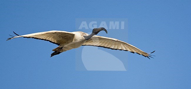 Helige Ibis, African Sacred Ibis, Threskiornis aethiopicus stock-image by Agami/Marc Guyt,