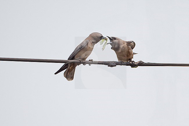 Ashy Woodswallow (Artamus fuscus) two birds feeding each other at Chiang Mai, Thailand stock-image by Agami/Helge Sorensen,