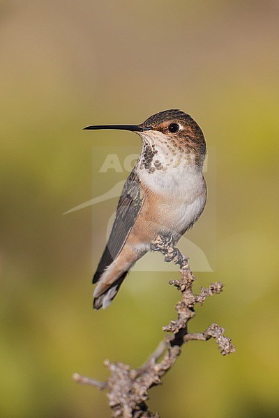 Adult female
Los Angeles Co., CA
January 2013 stock-image by Agami/Brian E Small,