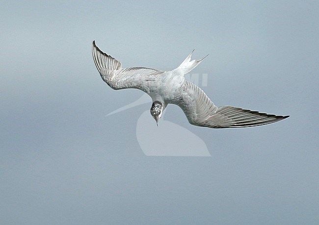 Gull-billed Tern (Gelochelidon nilotica), adult in flight, seen from above, showing upper wings. stock-image by Agami/Fred Visscher,